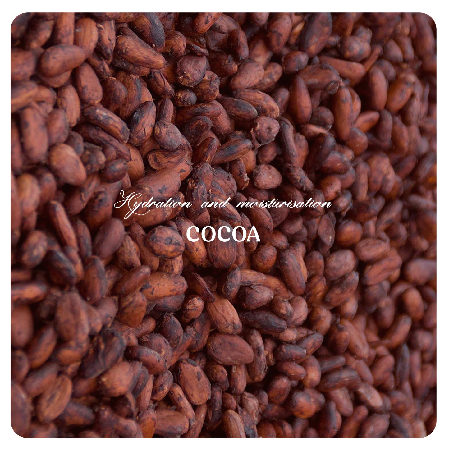 Cocoa Body Lotion