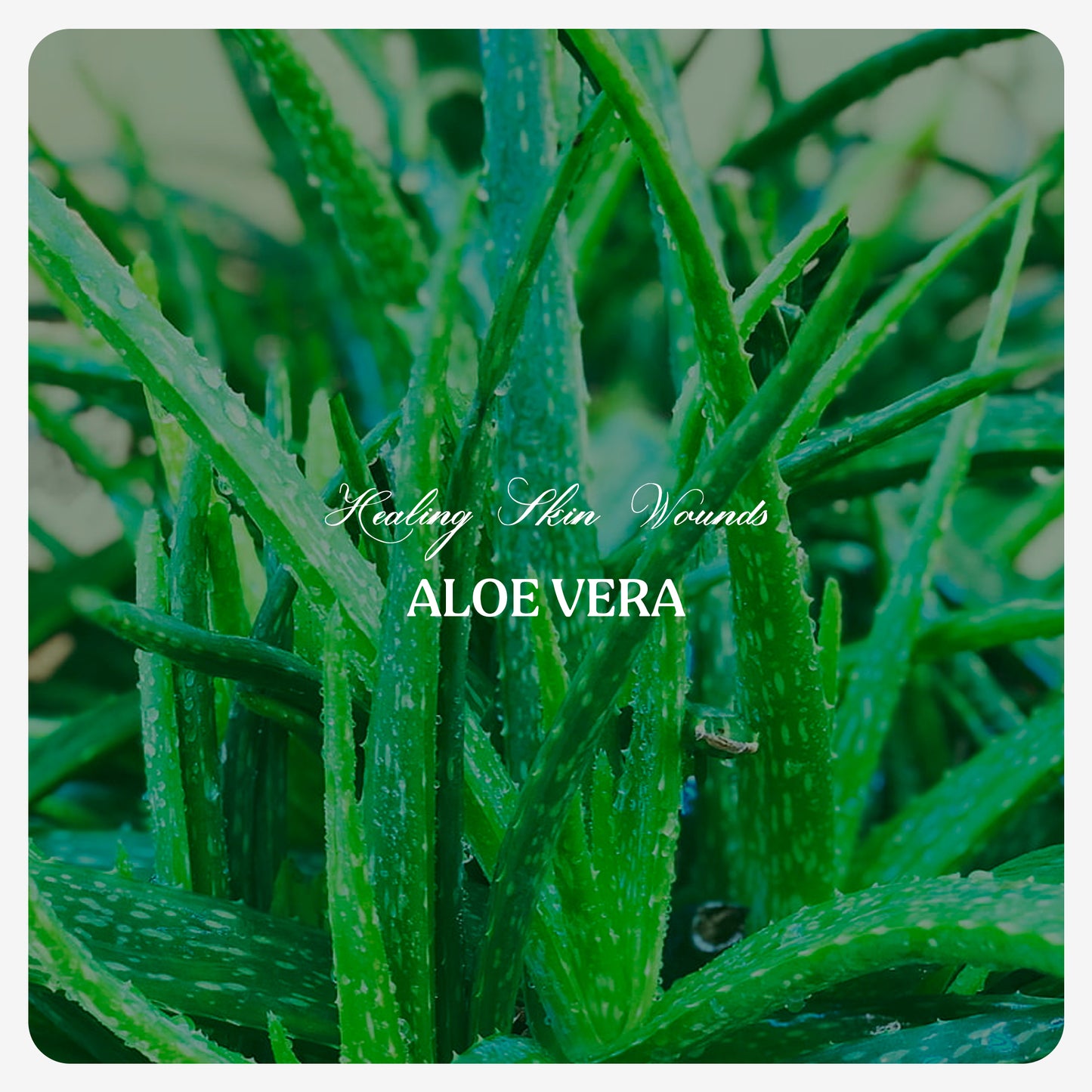 Aloevera Oil (Cold Pressed)