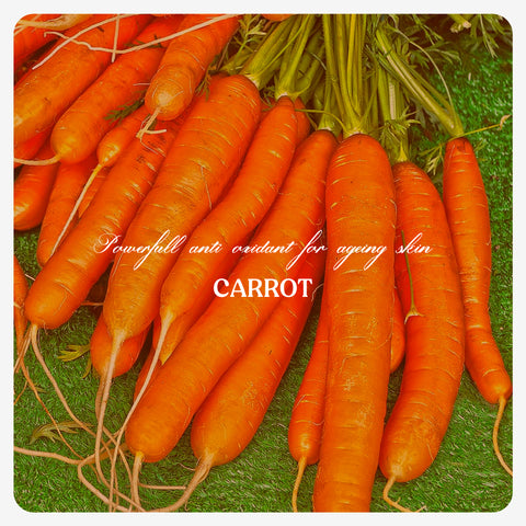 Carrot Seed Oil
