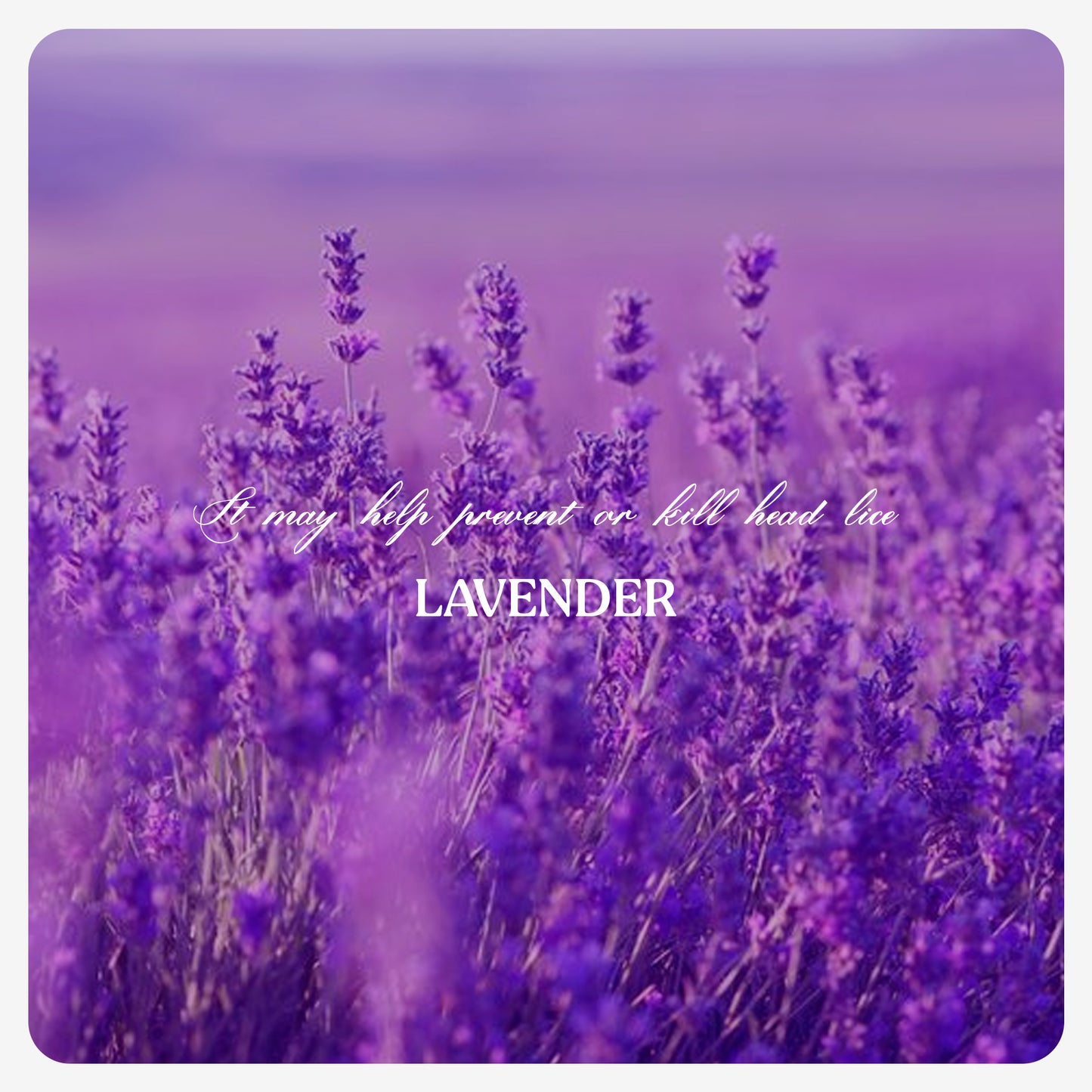 Lavender Oil