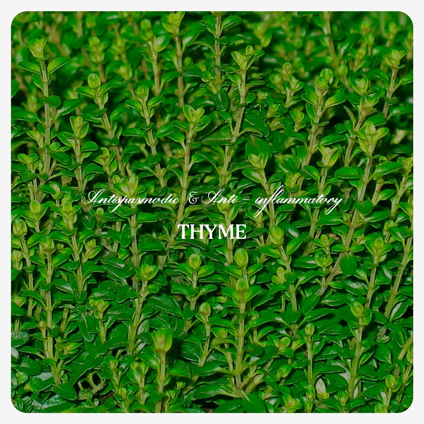 Thyme Oil