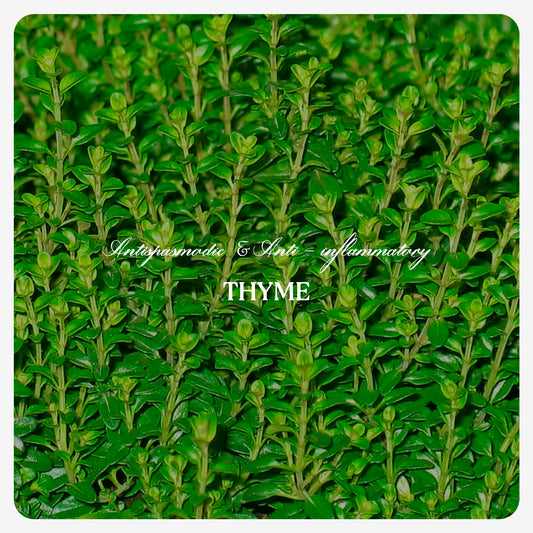 Thyme Oil