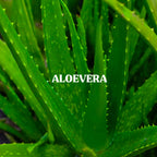 Aloevera Powder