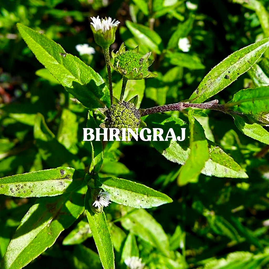 Bhringraj Powder