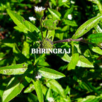 Bhringraj Powder