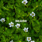 Brahmi Powder