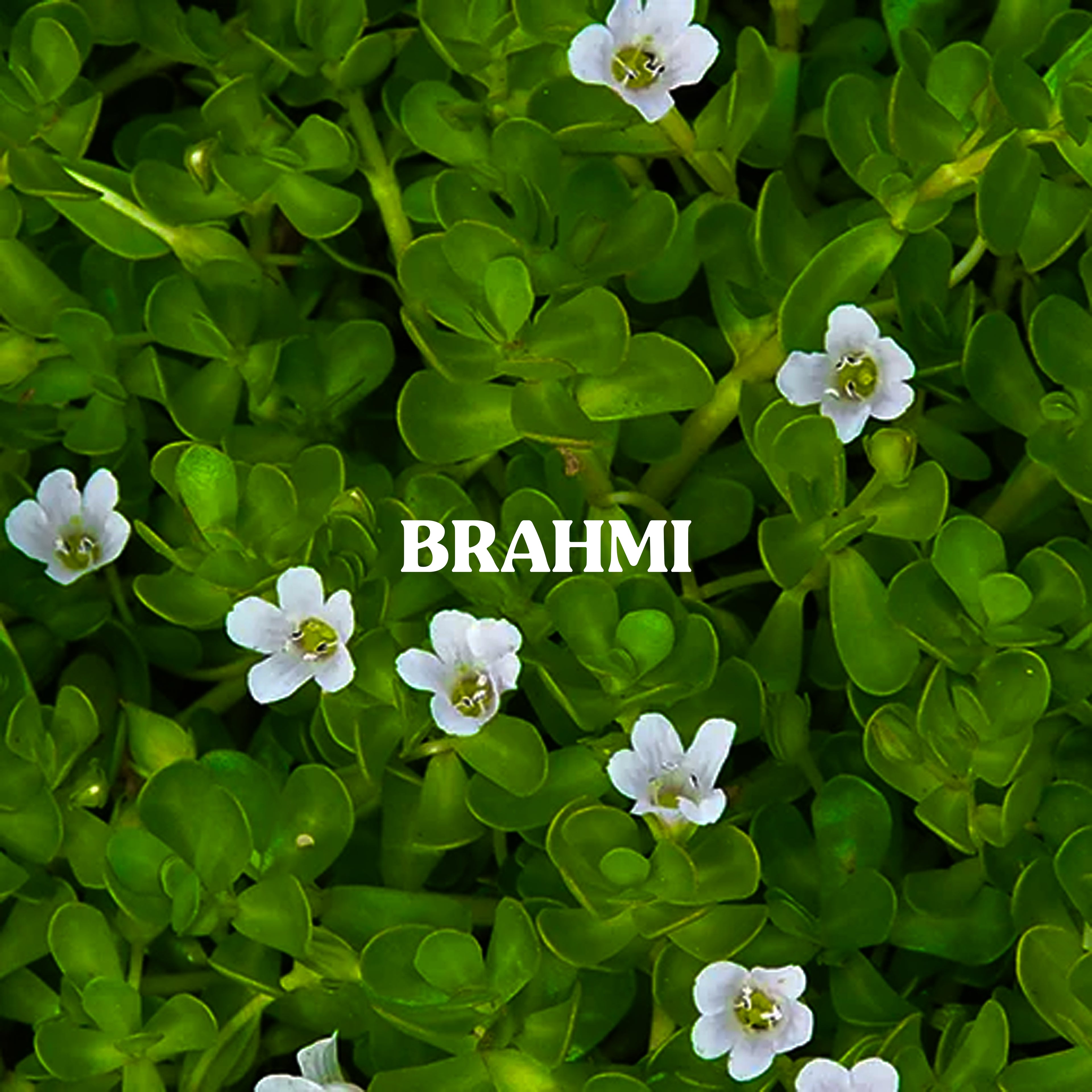 Brahmi Powder