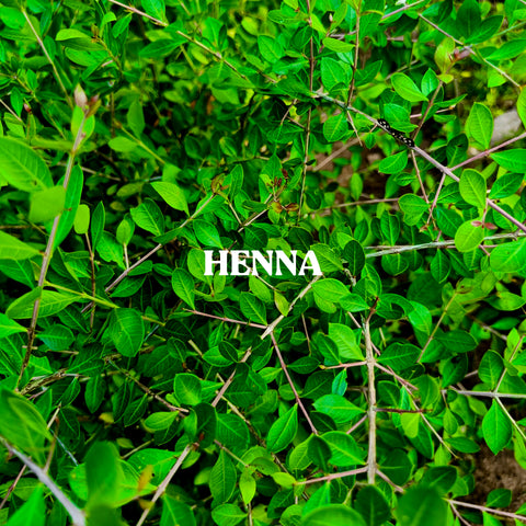 HENNA POWDER (90GRAM)