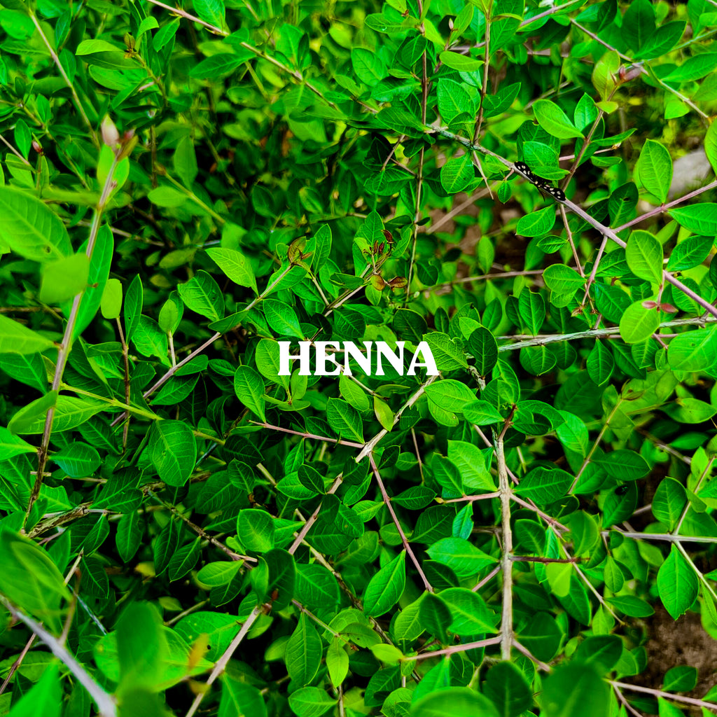 Henna Powder