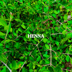 Henna Powder