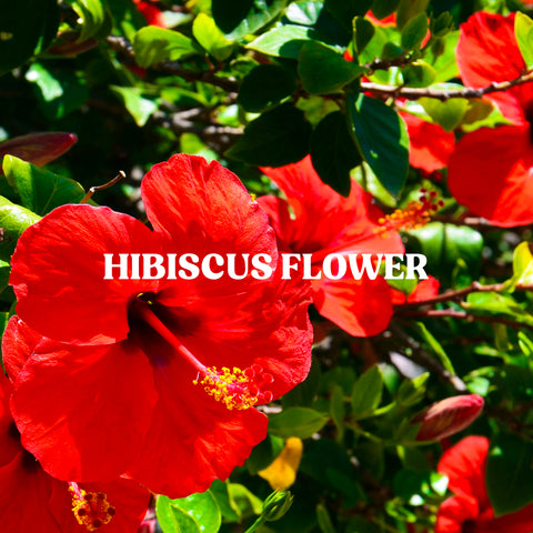 HIBISCUS FLOWER POWDER (100GRAM)