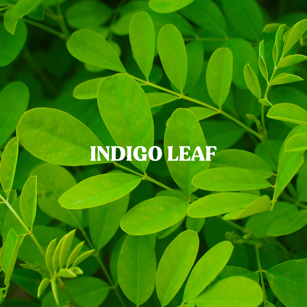 Indigo Leaf Powder
