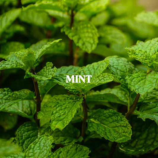 Mint Powder