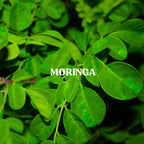 Moringa Powder
