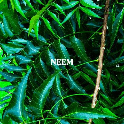 NEEM POWDER (90GRAM)
