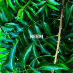 Neem Powder