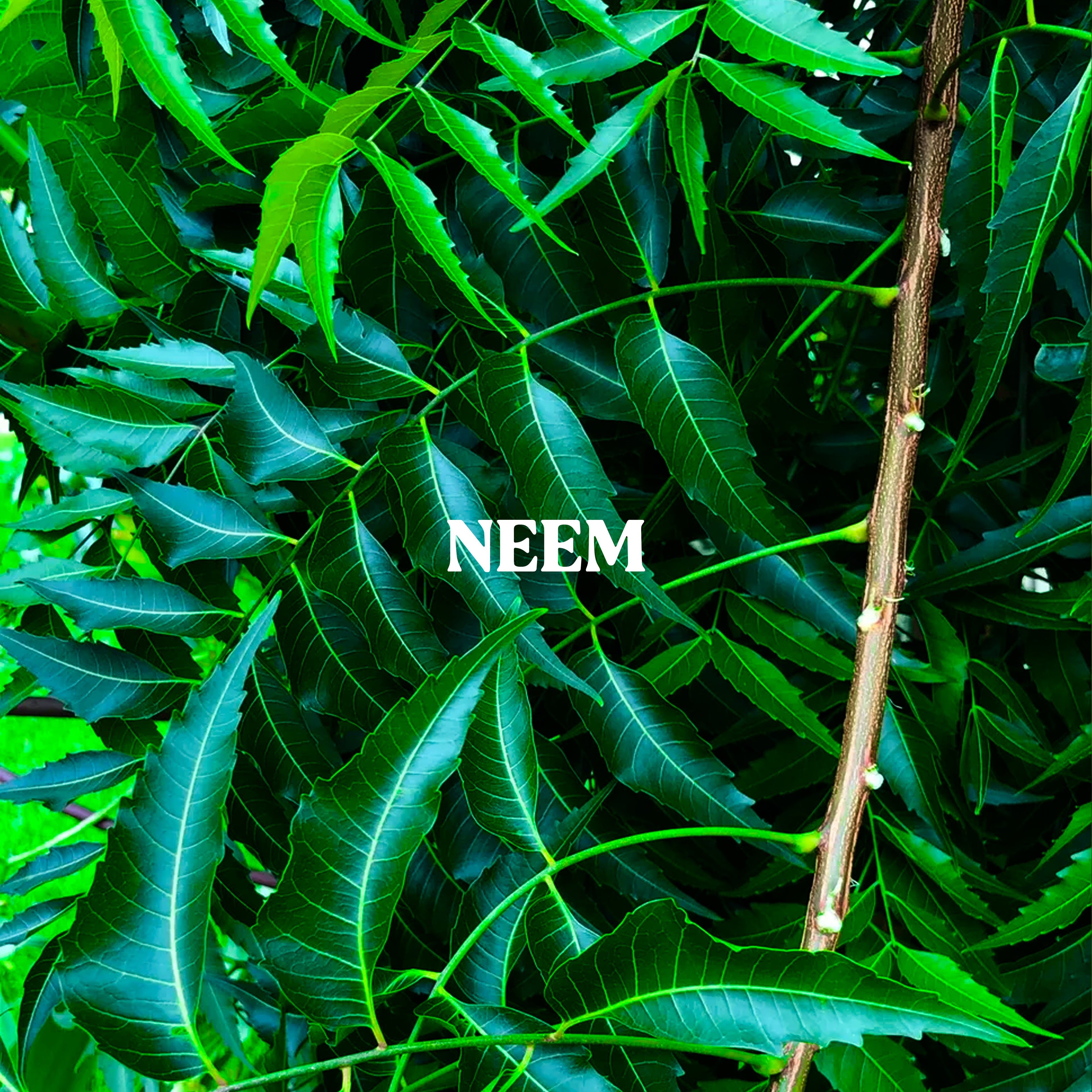Neem Powder