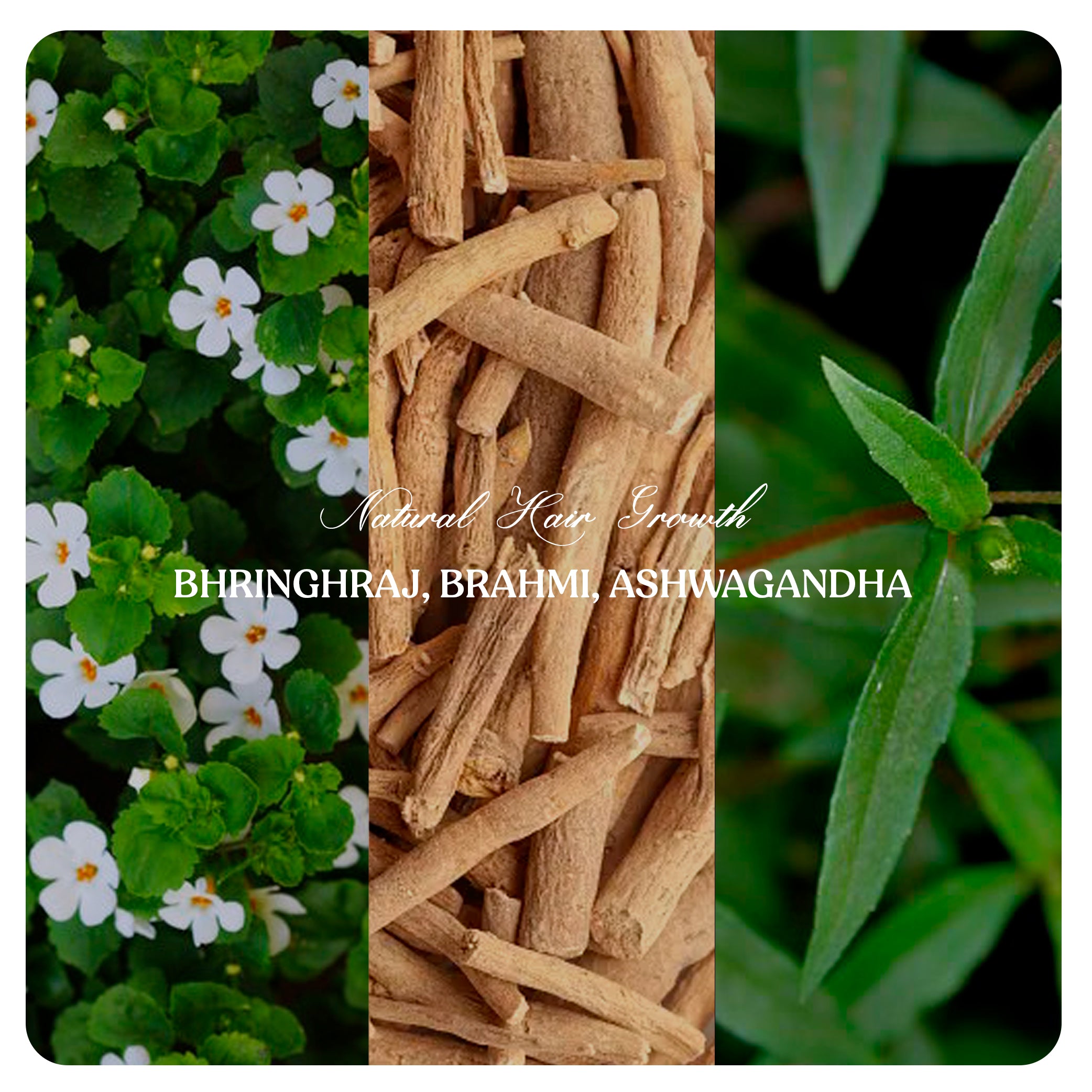 NATURAL HAIR GROWTH COMBO-#08 (Bhringhraj, Brahmi, Ashwagandha Powders)