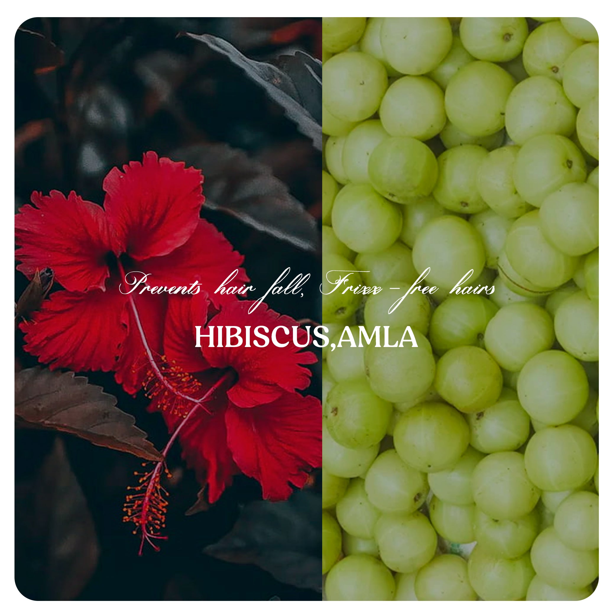 Hair Growth Oil | Shampoo (Combo)