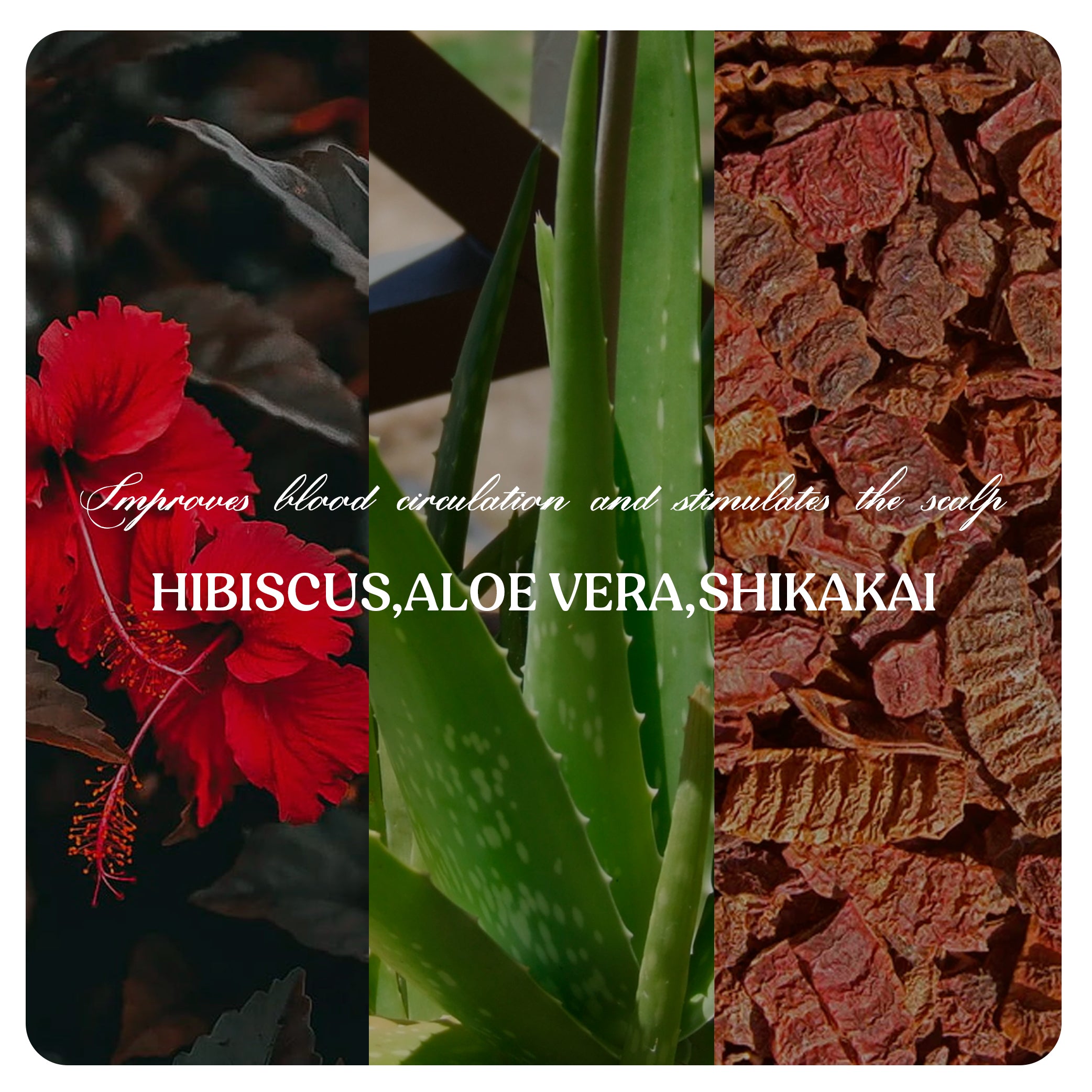 Premium Hair Growth Oil |Shampoo | Conditioner (Combo)