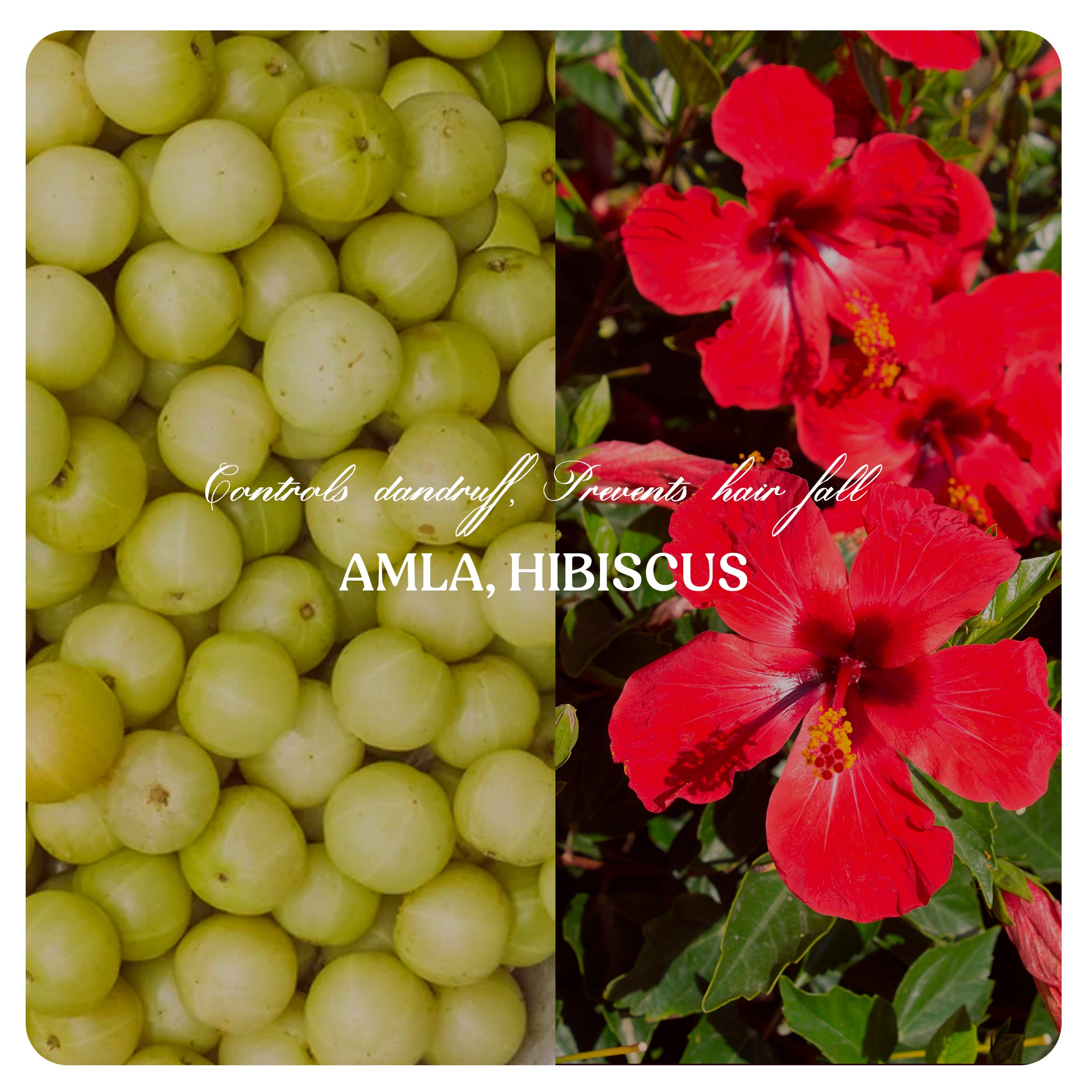 Hair Growth Oil | Hair Wash Powder (Combo)