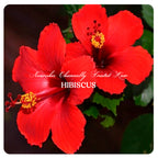 Premium Hair Growth oil