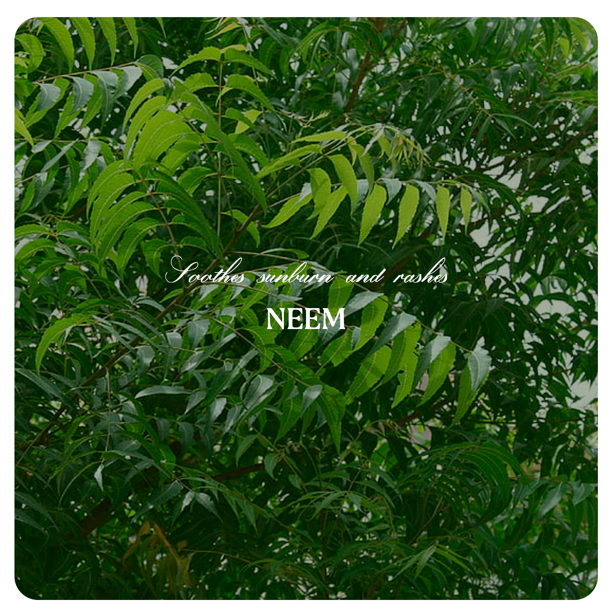 Face Pack Powder For Acne Pimple Control