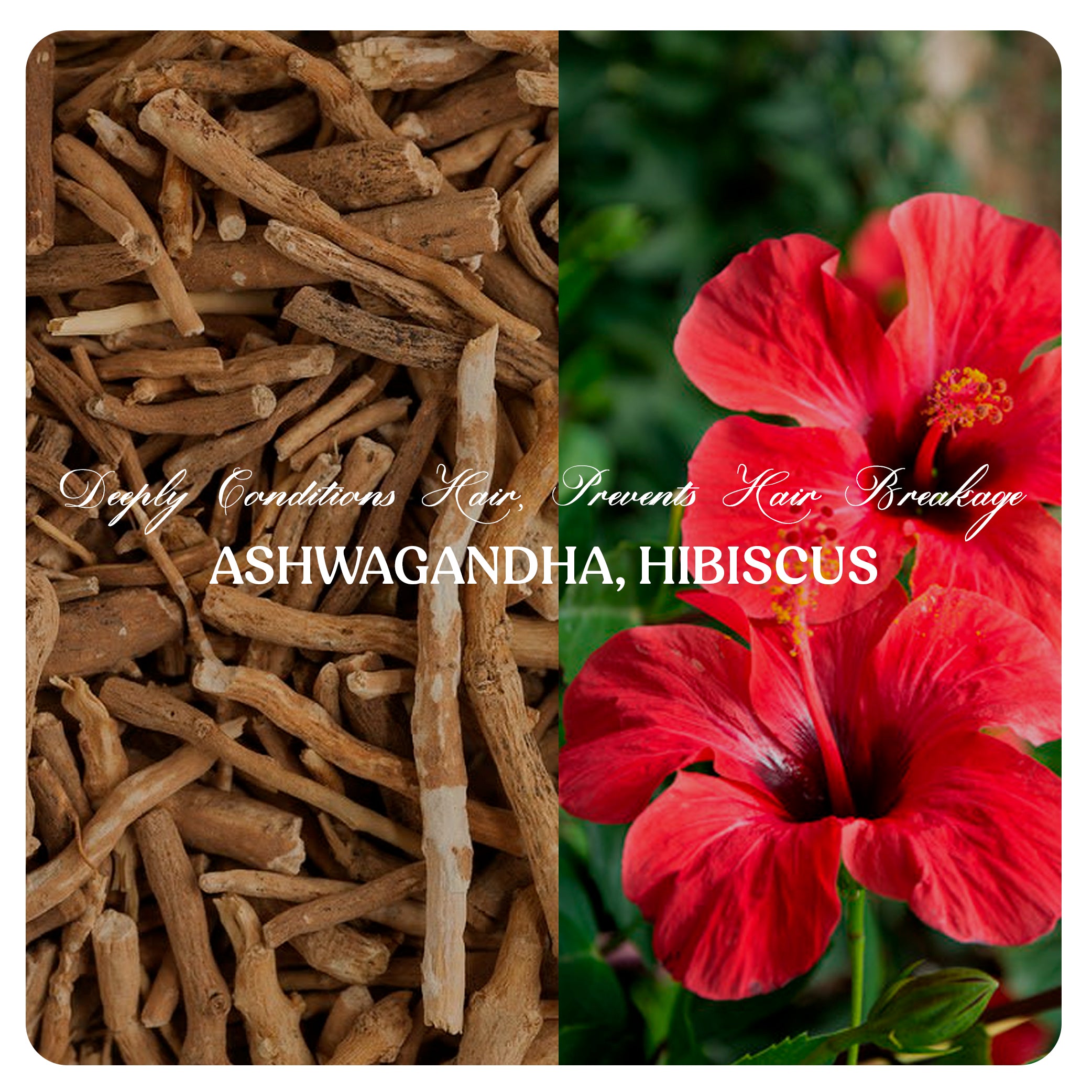 Premium Hair Growth Oil | Hair Wash Powder -80gm