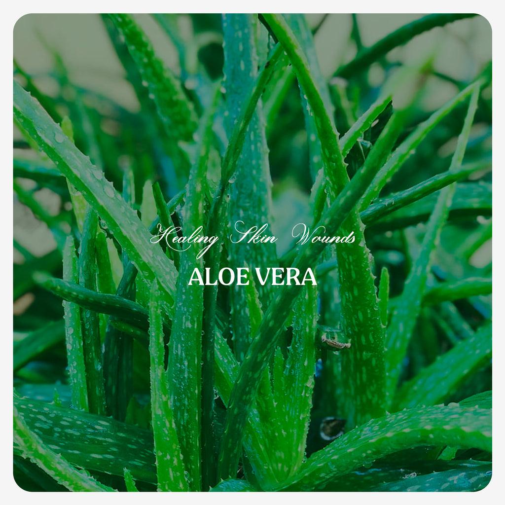 Aloevera Oil (Cold Pressed)
