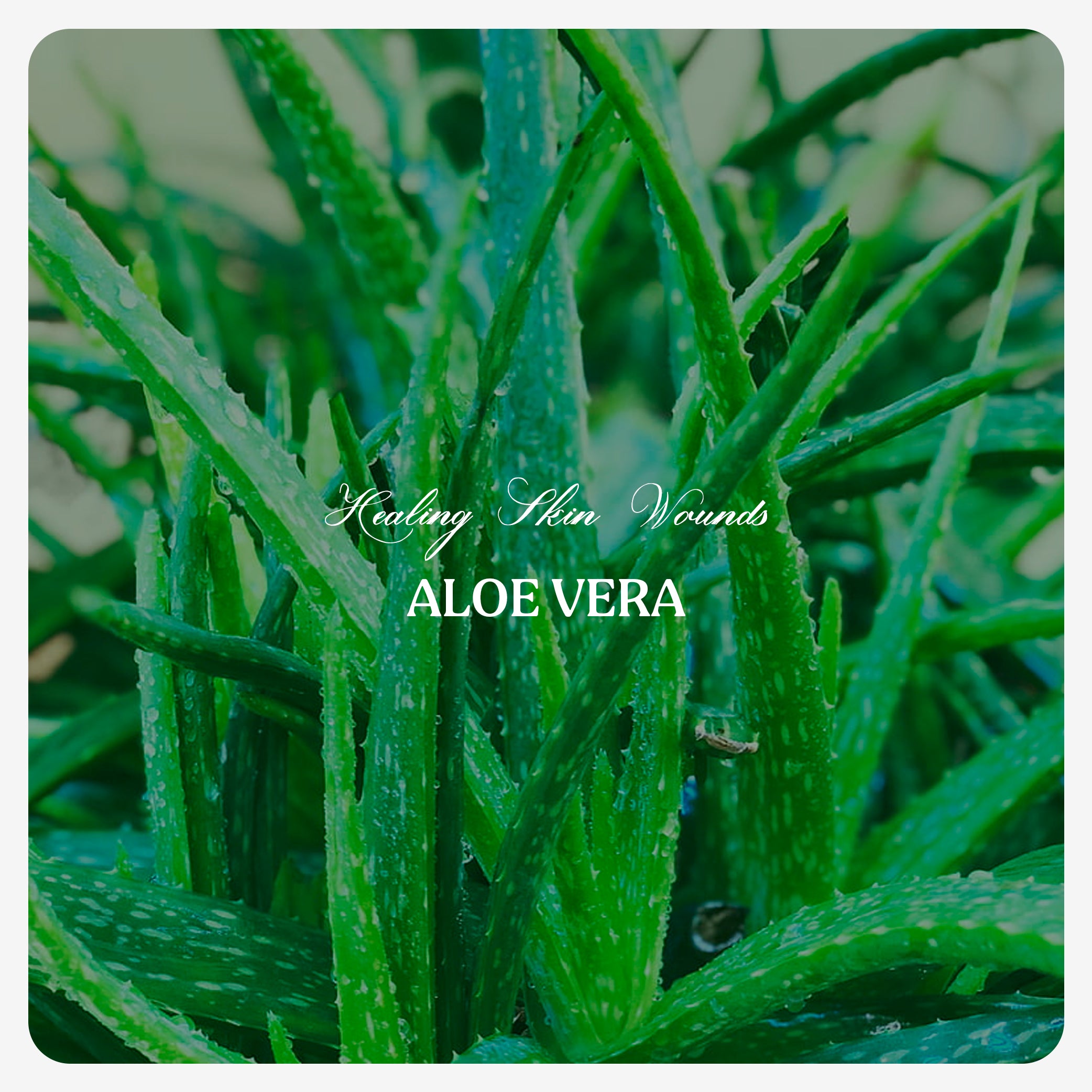 Aloevera Oil (Cold Pressed)