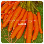 Carrot Seed Oil