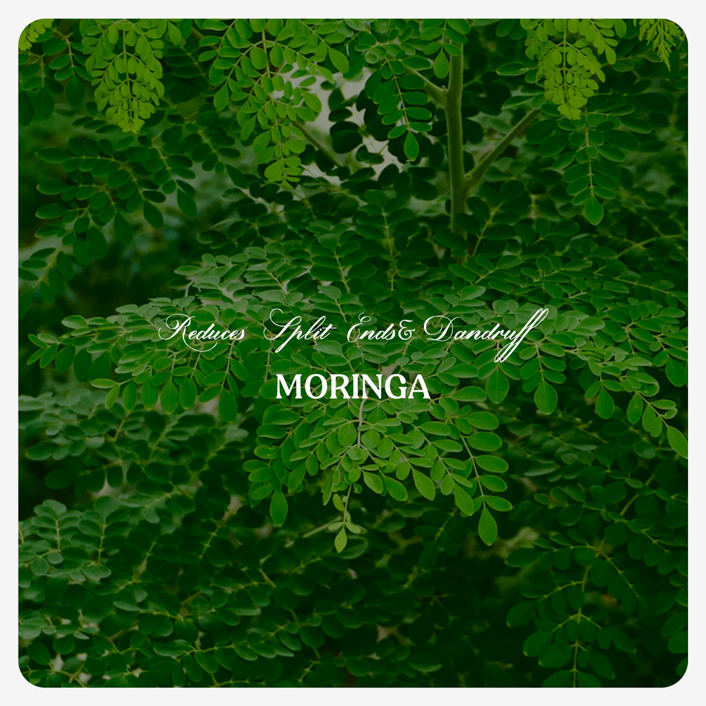 Organic Moringa Oil (Cold Pressed)