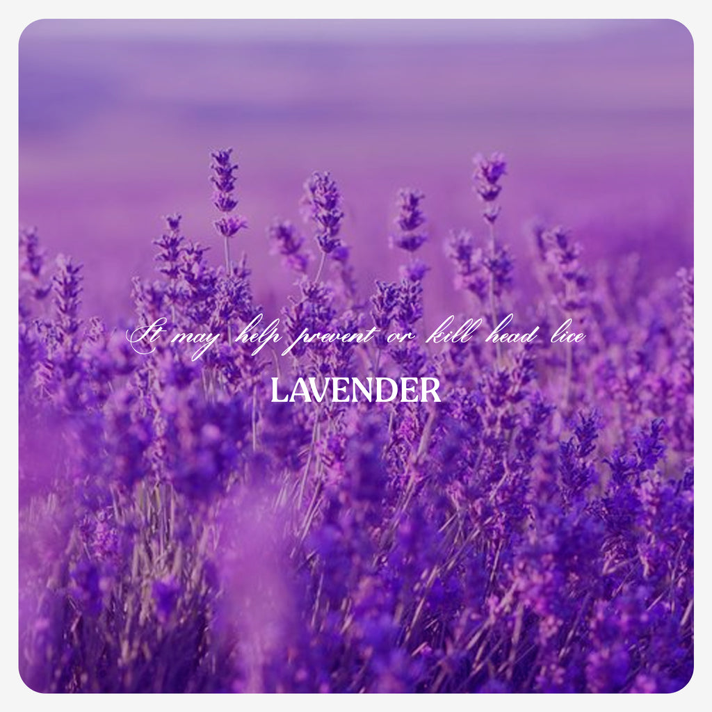 Lavender Oil