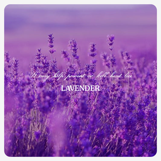 Lavender Oil