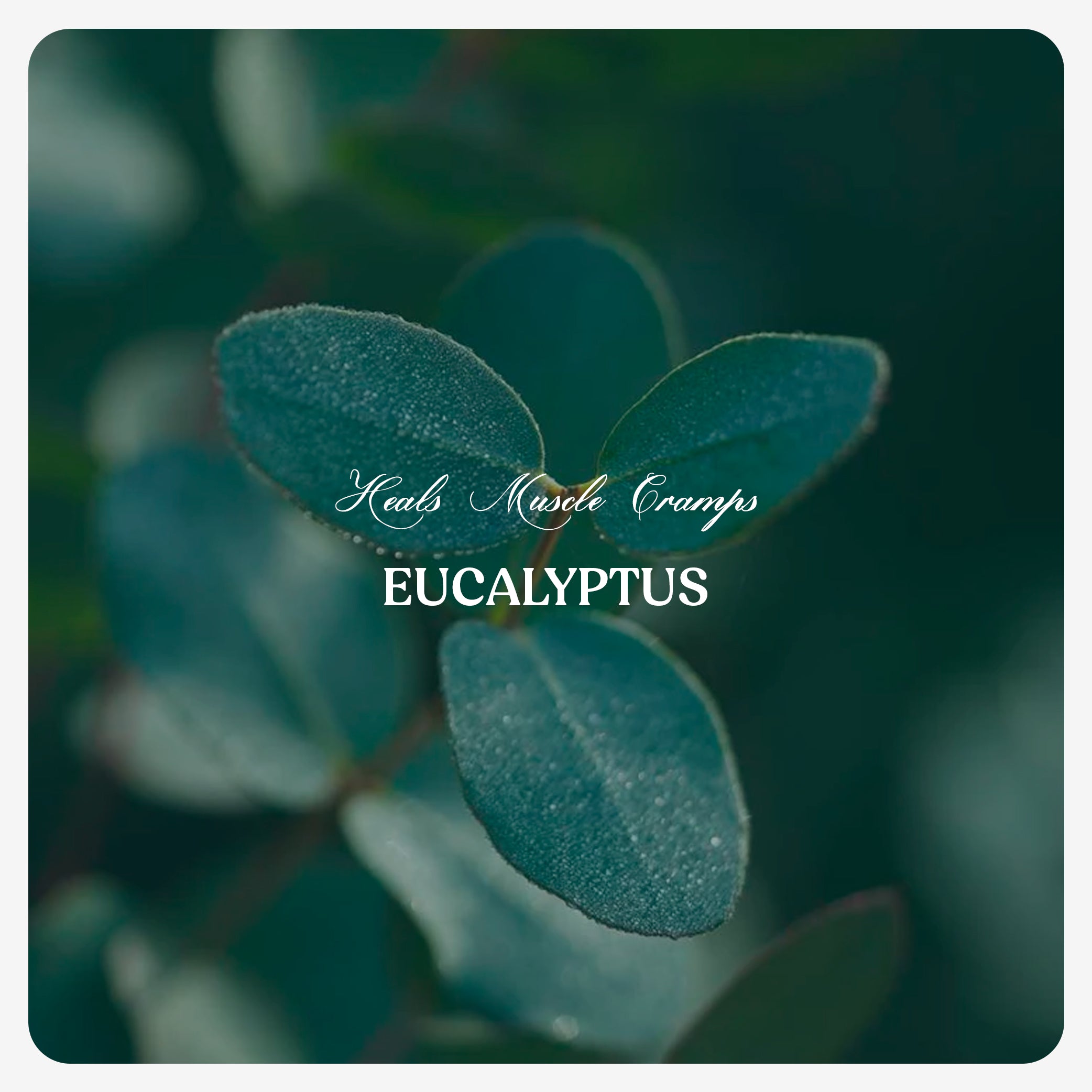Eucalyptus Oil