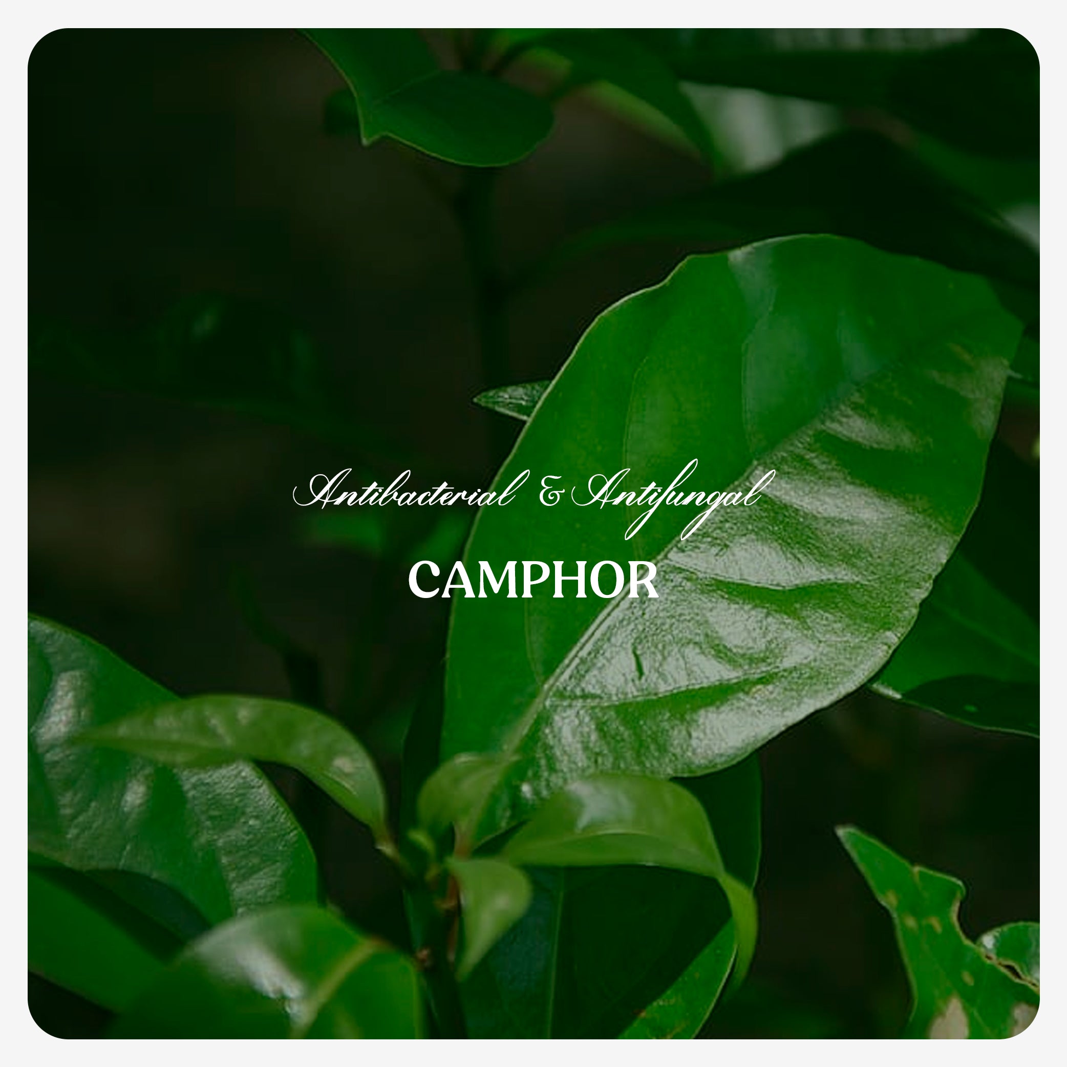 Camphor Oil