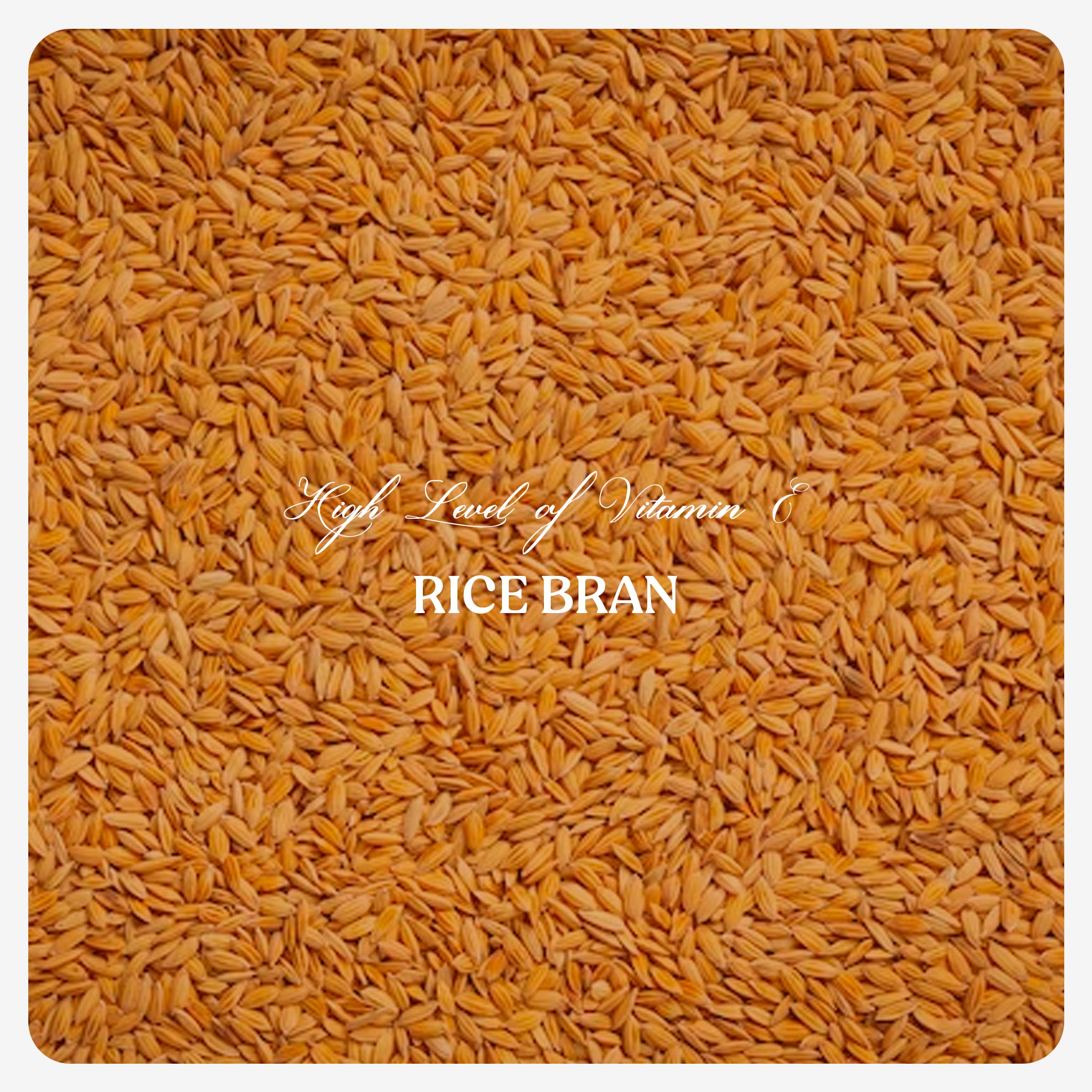 Rice Bran Oil (Cold Pressed)