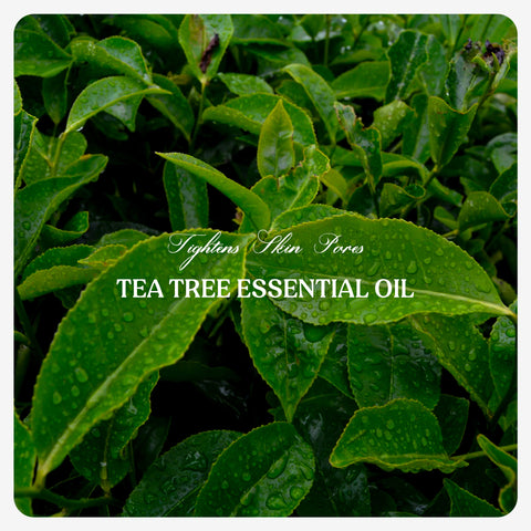 TEA TREE ESSENTIAL OIL - (20 ML)