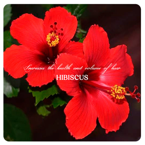 Hair Shampoo (Enriched with hibiscus and coconut milk) -120ml
