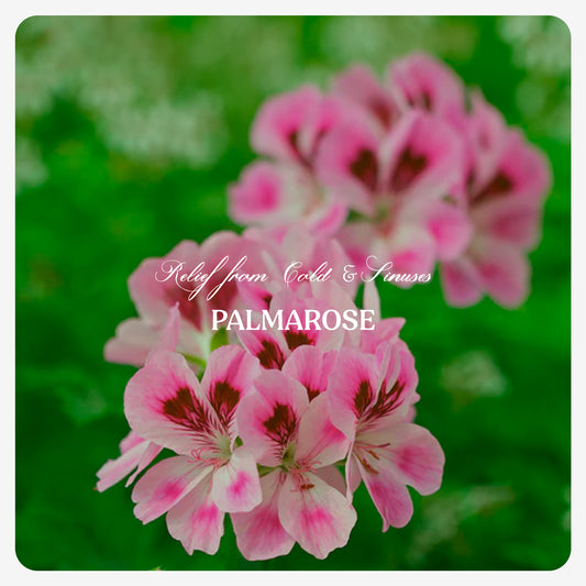 Palmarose Oil