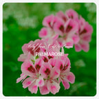 Palmarose Oil