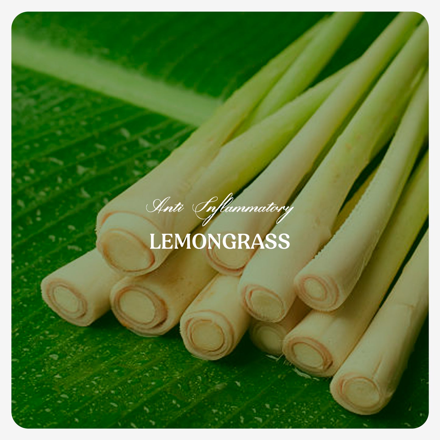 Lemongrass Oil