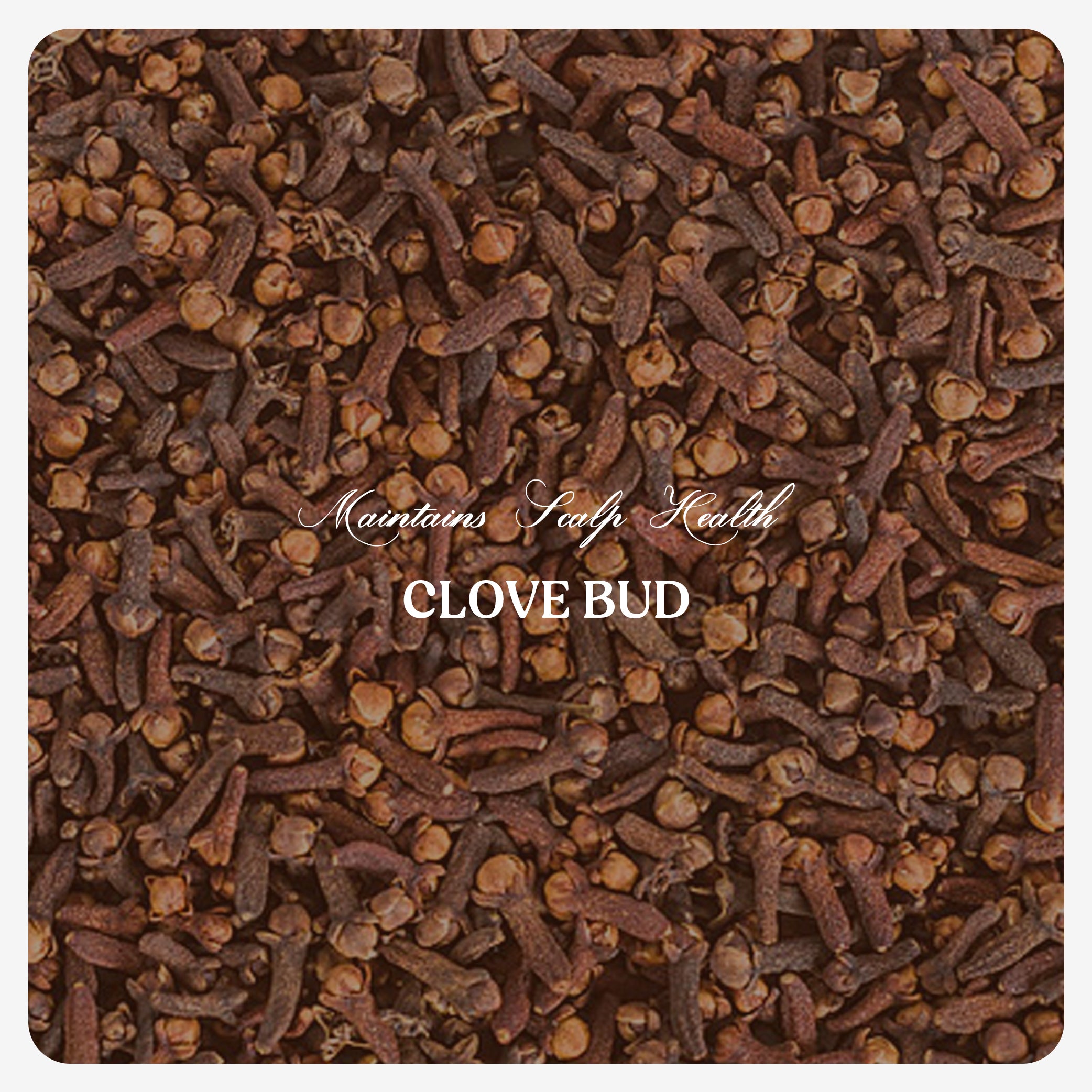 Clove Bud Oil