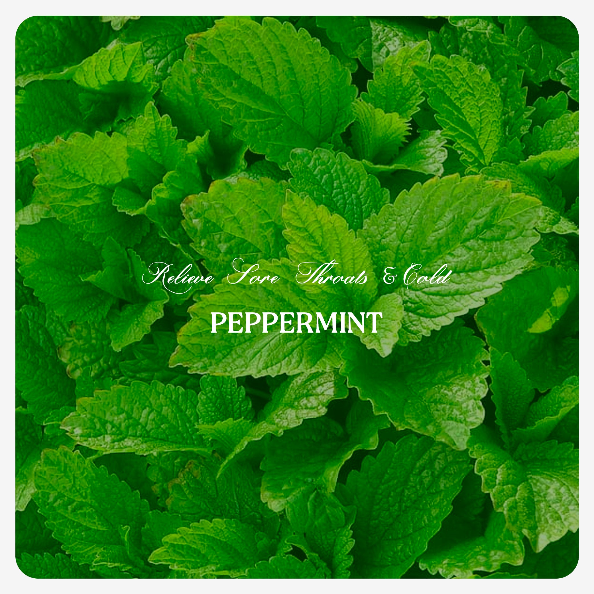 Pepper Mint Oil