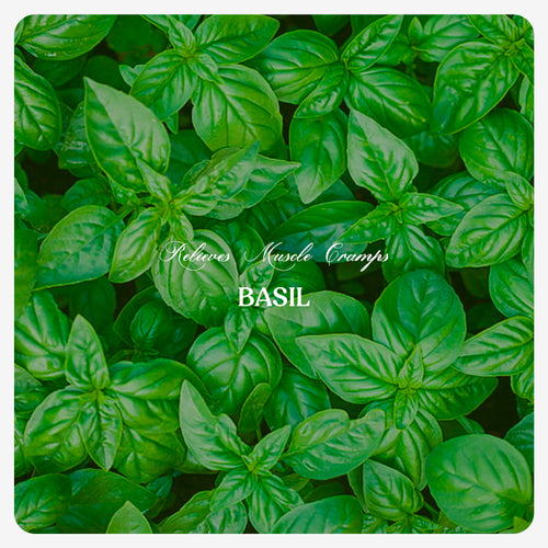 Basil Oil