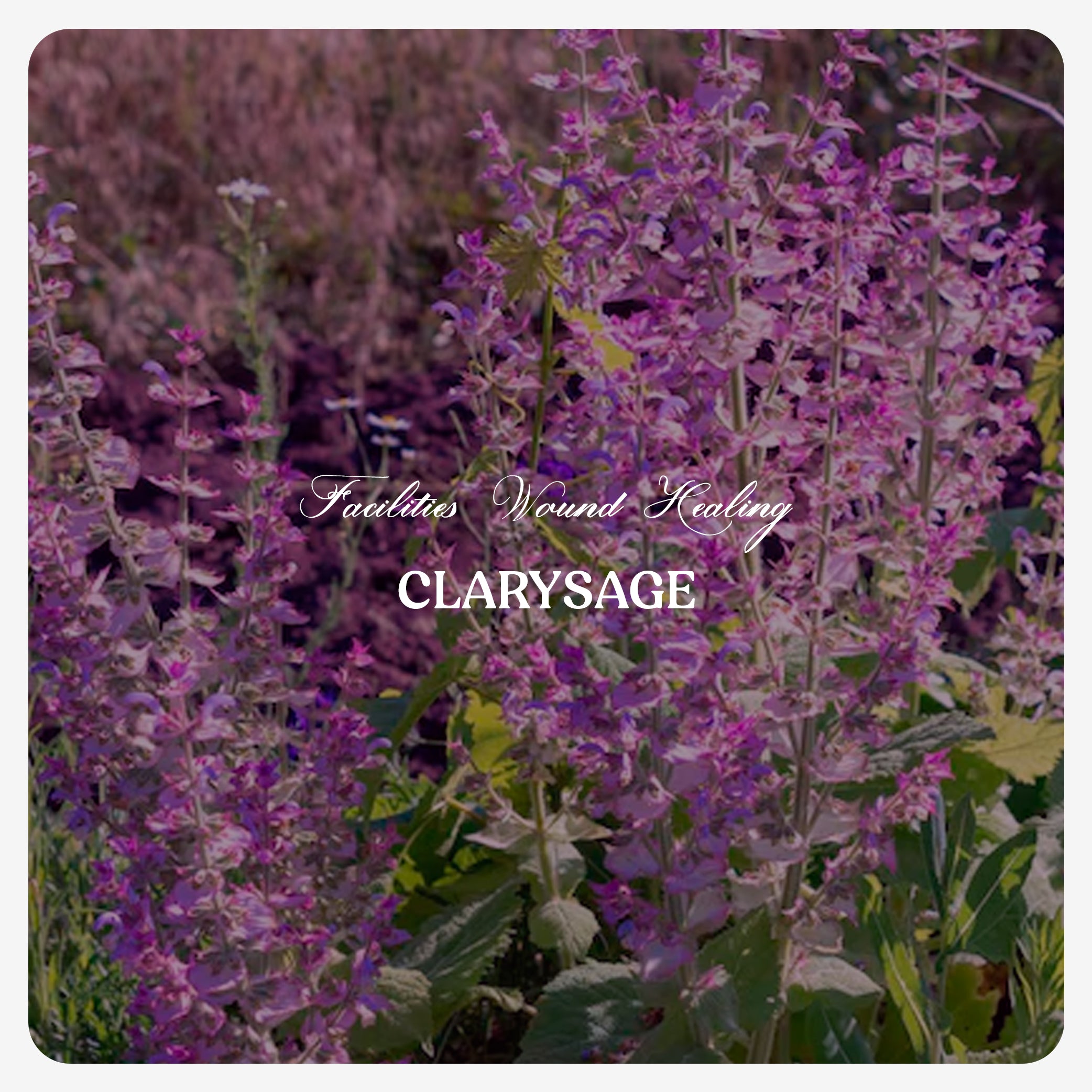 Clary Sage Oil
