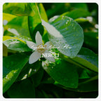 Neroli Oil