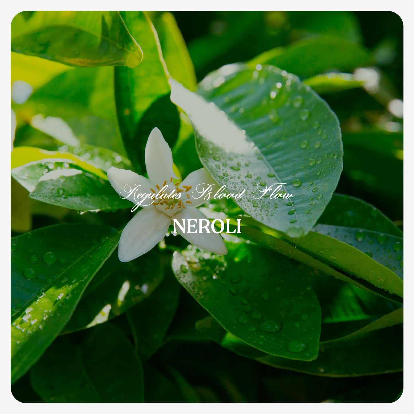Neroli Oil