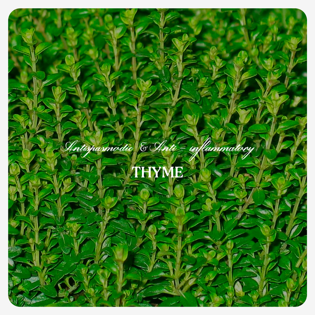 Thyme Oil
