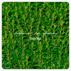 Thyme Oil